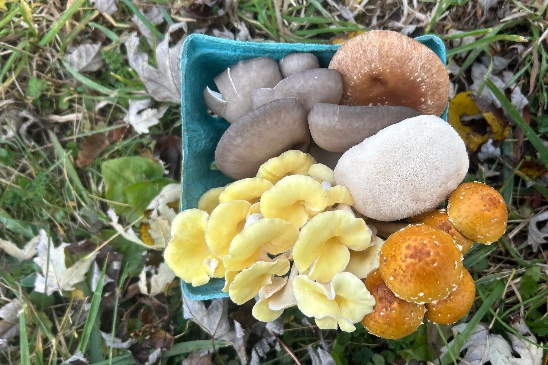 A quart of blue oyster, golden oyster, lion's mane, chestnut and pioppino mushrooms on fallen leaves
